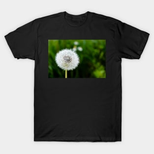 White dandelion head blowball T-Shirt